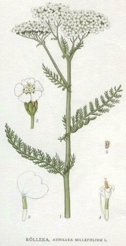 Millefolium Yarrow - Achillea millefolium - Тысячелистник обыкновенный